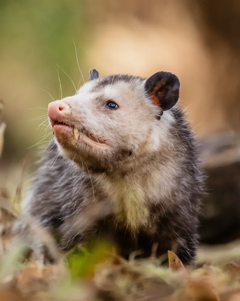 Never Attempt To Handle The Opossum Yourself