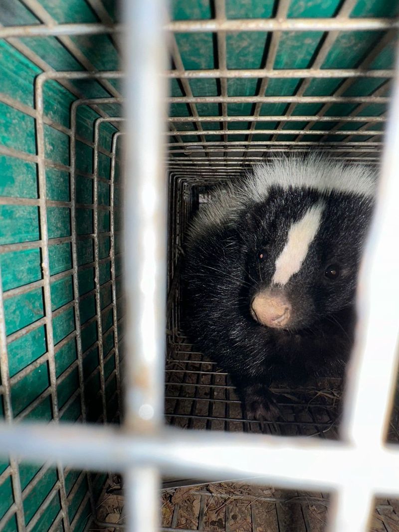 Contact A Wildlife Removal Professional