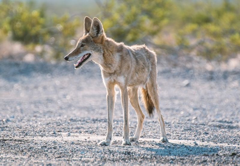 Teach Children To Stay Close To Adults