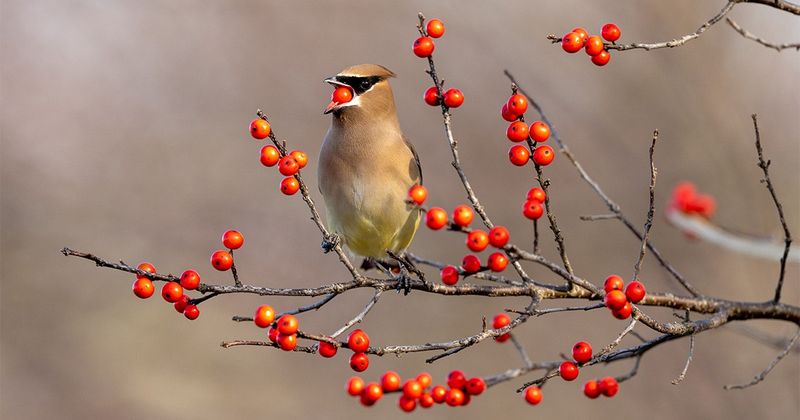 Plant Native Trees And Shrubs That Produce Berries