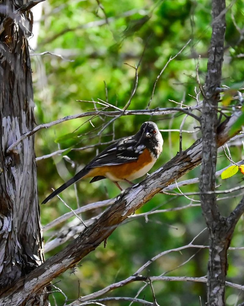 Maintain A Mix Of Evergreen And Deciduous Trees