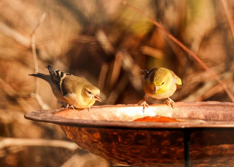Create A Water Feature With Shallow Edges And Moving Water