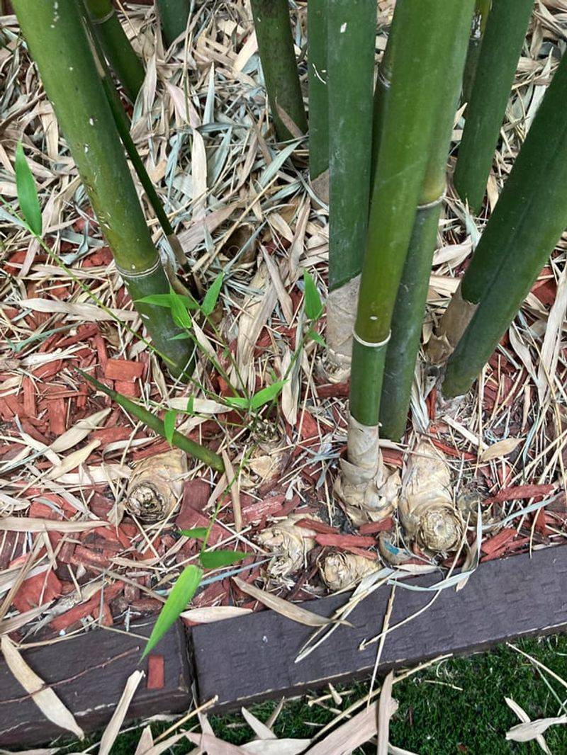 Cut And Remove Existing Shoots Regularly