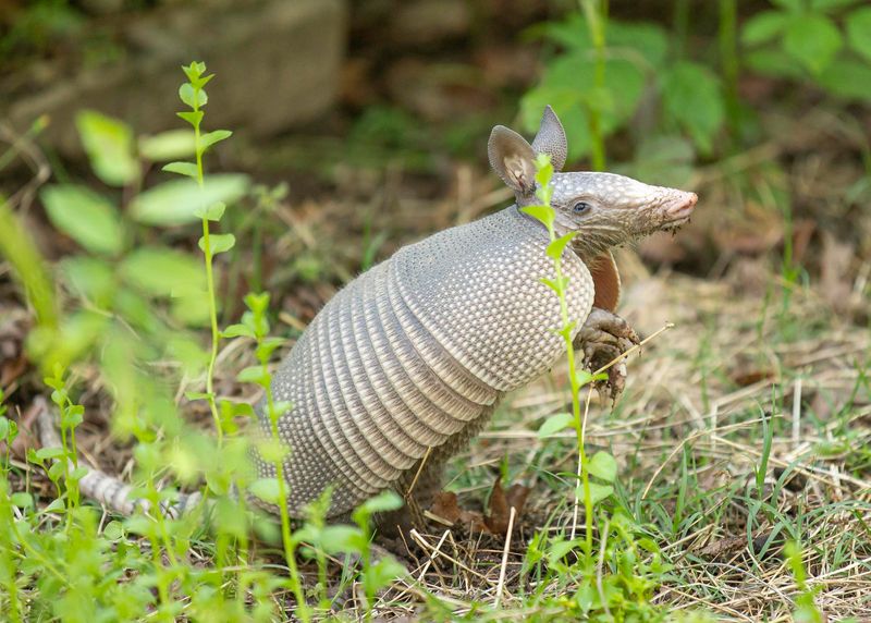 Use Motion-Activated Deterrents Strategically