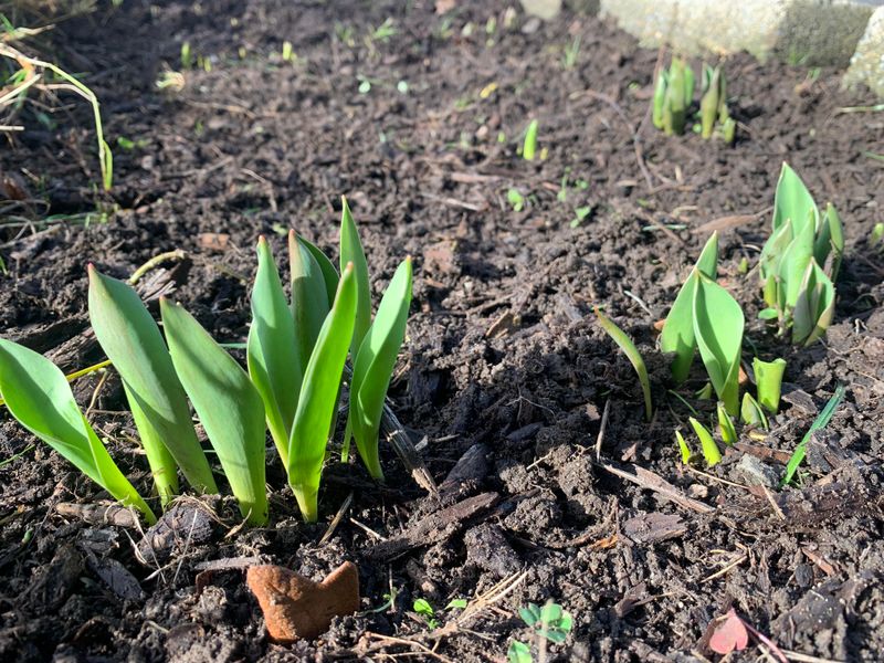 Plant Bulbs At The Proper Depth For Your Zone