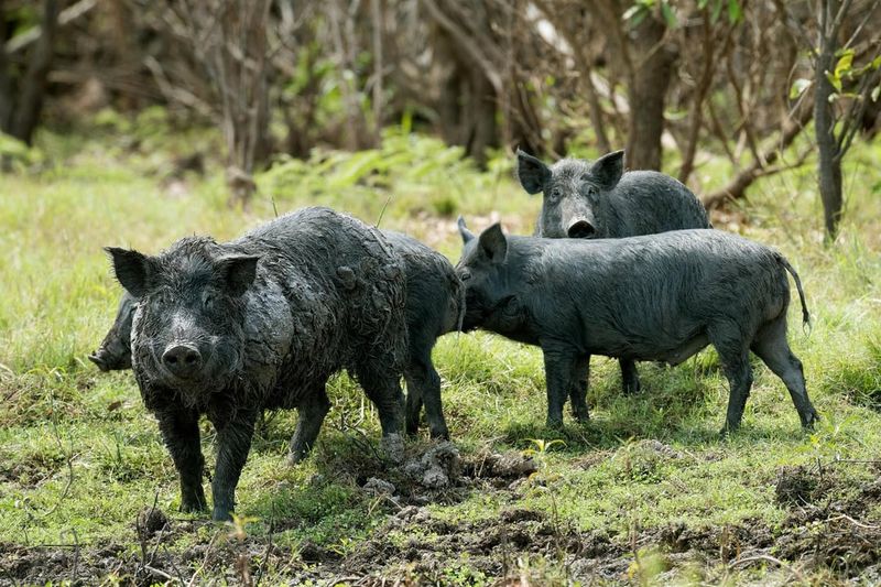 Remove Attractants That Draw Pigs to Your Property
