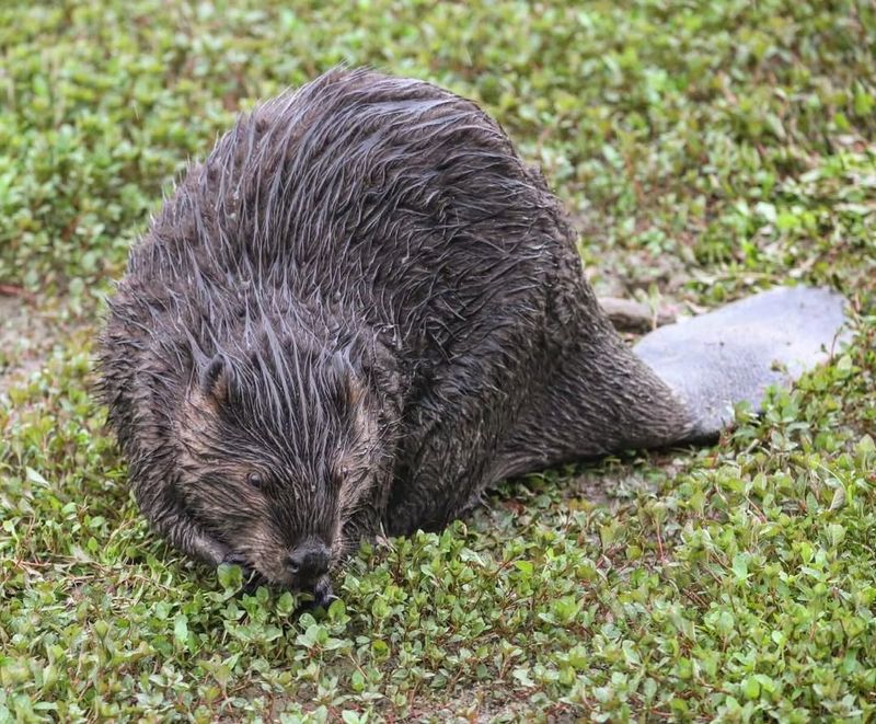Contact Minnesota Wildlife Authorities