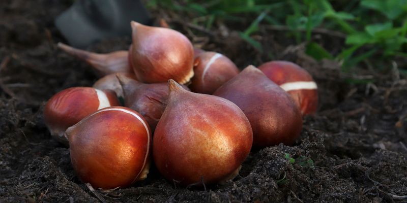 Water Less Frequently During Inactive Periods