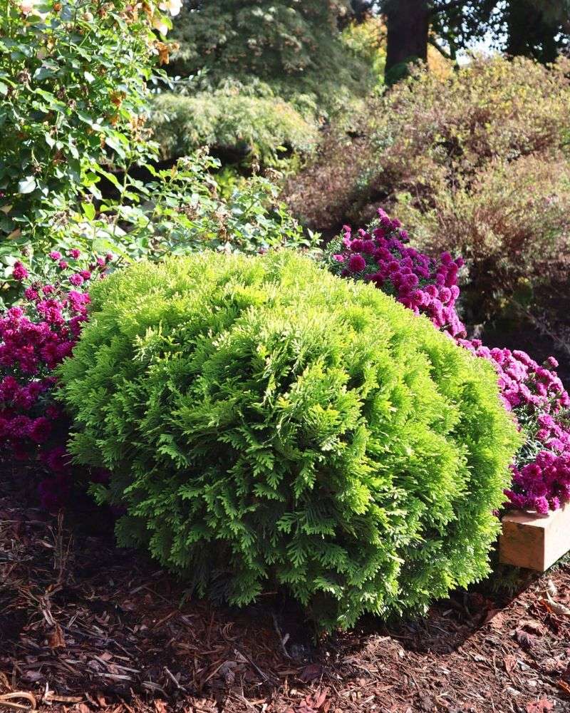 Use Anti-Desiccant Sprays On Foliage