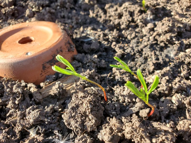 Weeds Struggle When Surface Soil Stays Drier