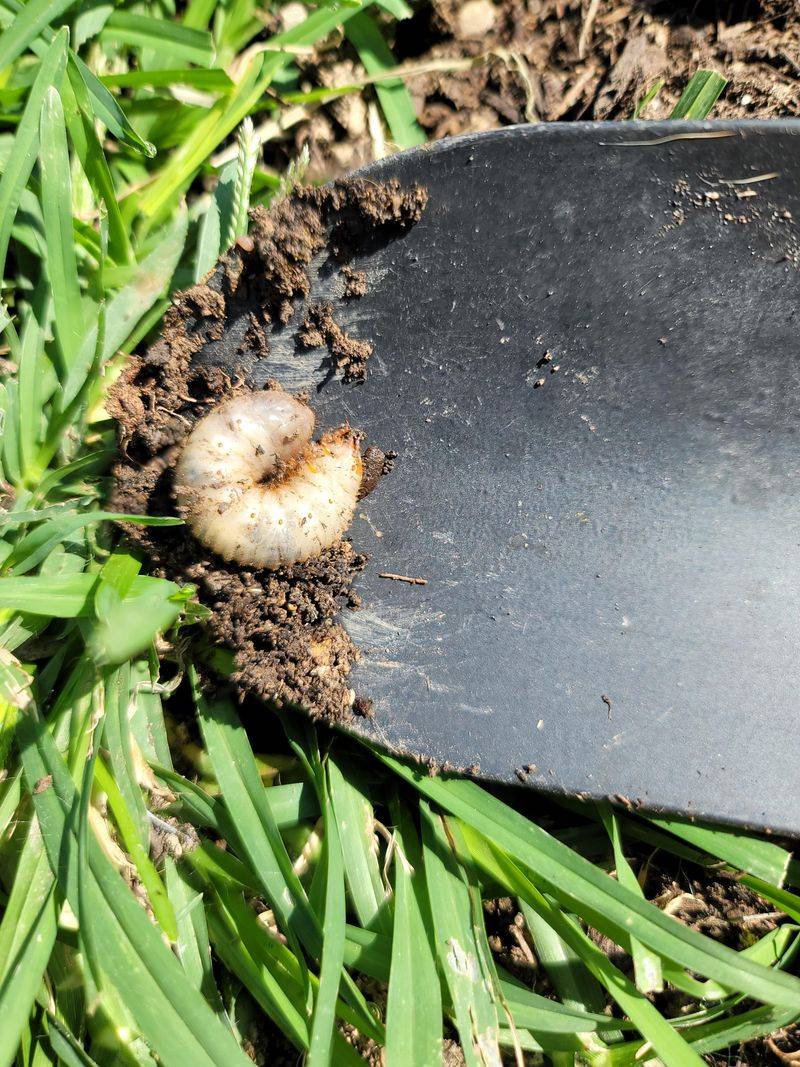 Removing Food Sources Like Grubs and Insects