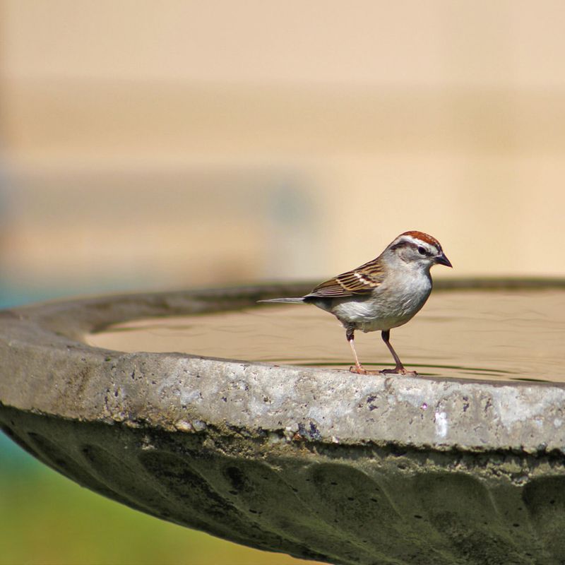 Providing Fresh Water Sources Year-Round