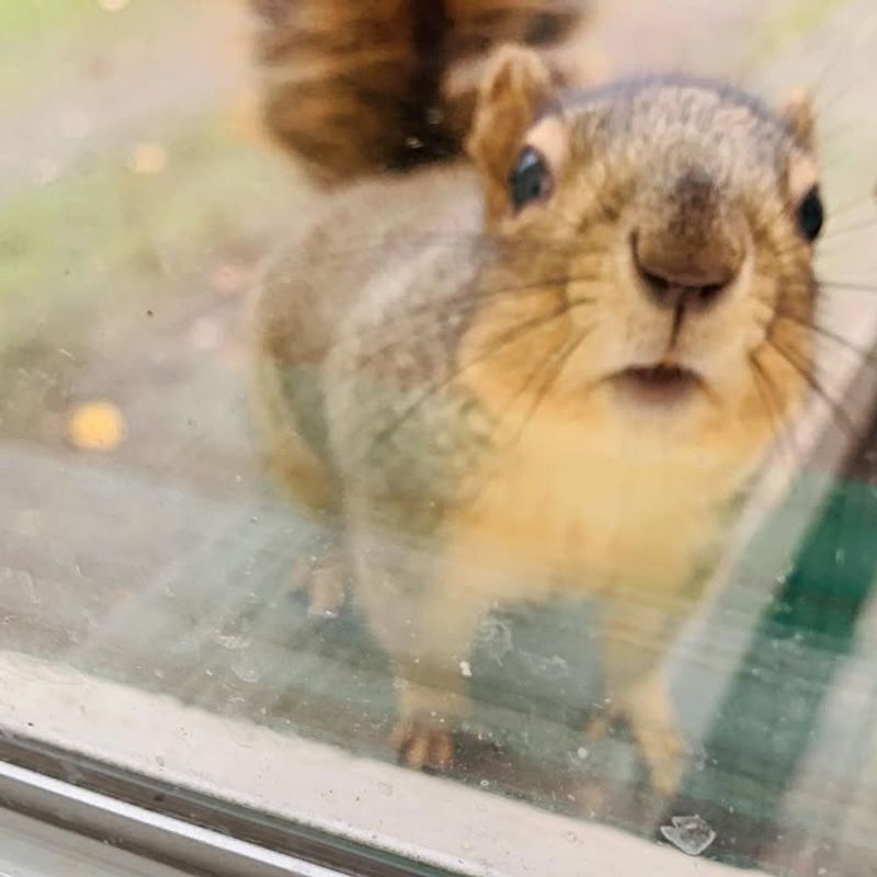 They Often Forget Some Stashes And That Helps Your Garden