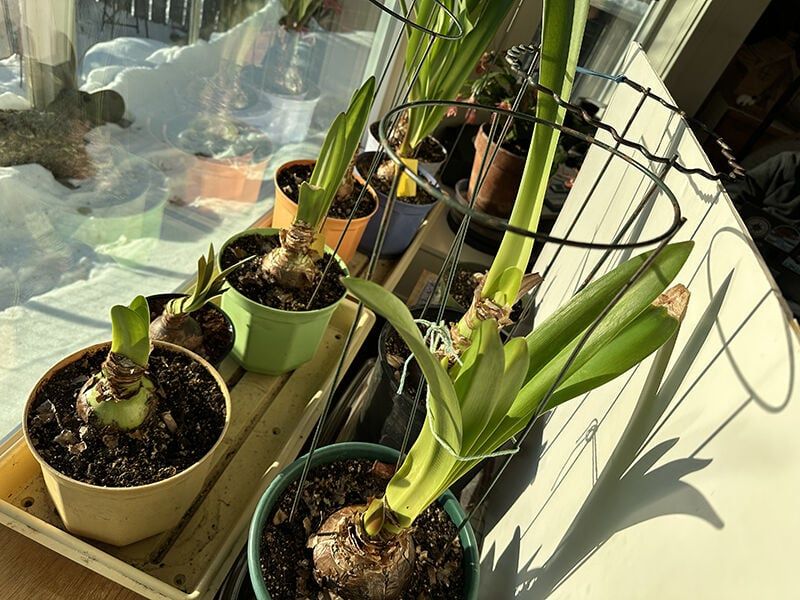 Inadequate Light Exposure During Growth