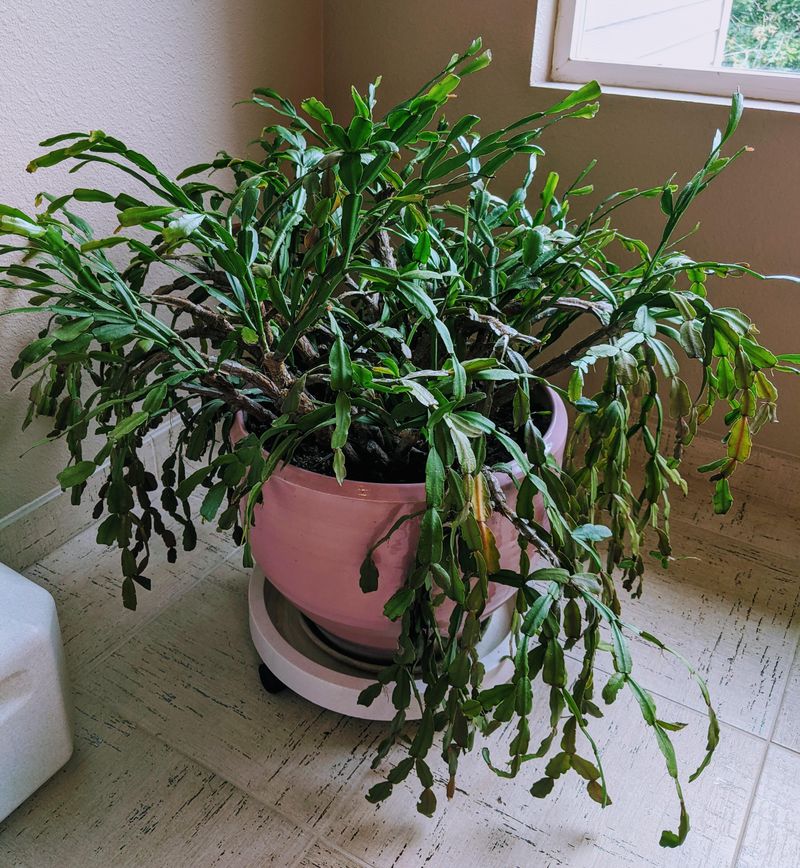 Root Bound Conditions That Limit Growth And Flowering