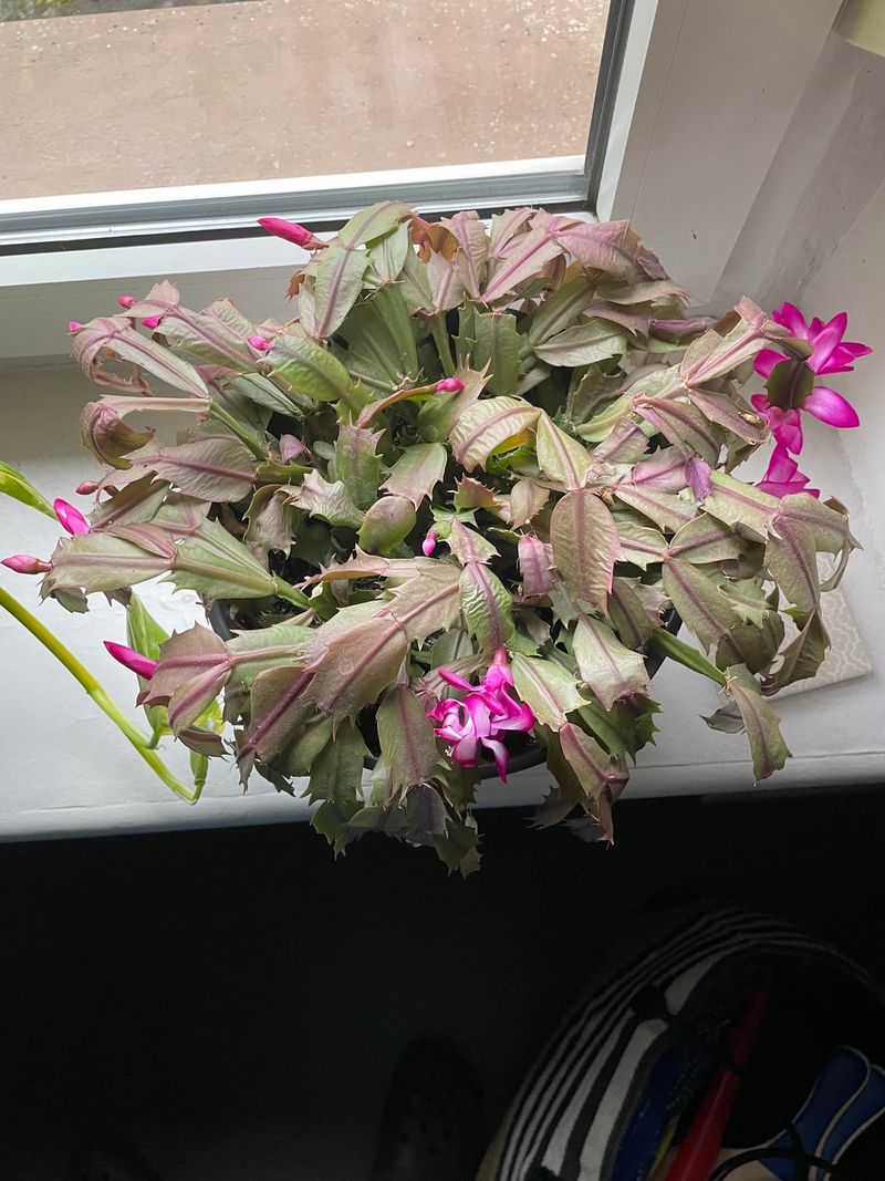 Overwatering Leads To Root Stress