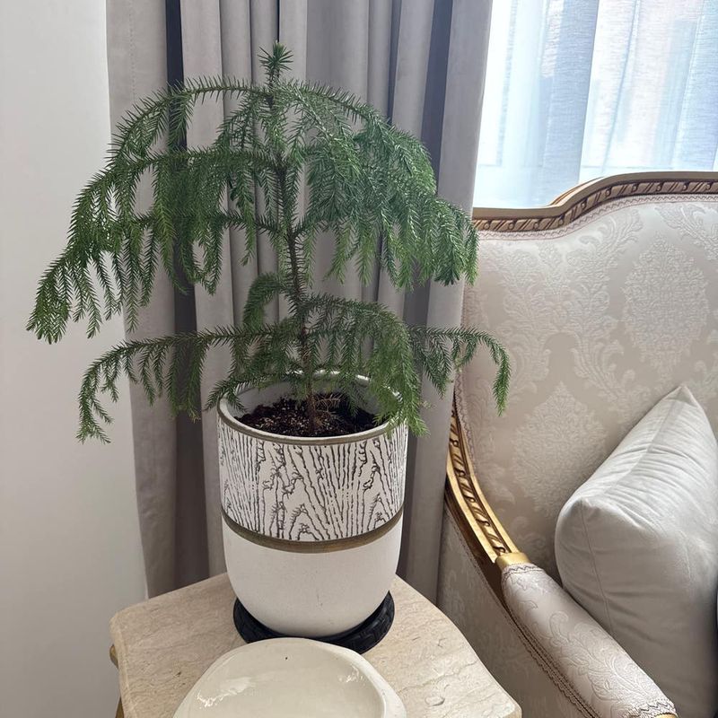 Poor Drainage Traps Excess Moisture