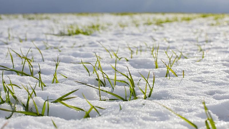 Compacted Soil Prevents Nitrogen Uptake