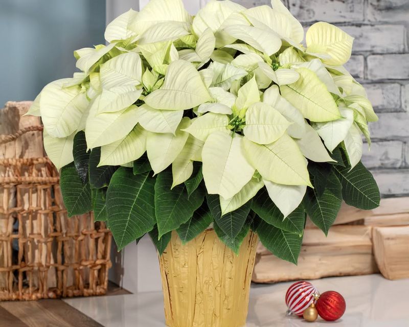 Inconsistent Watering Schedules