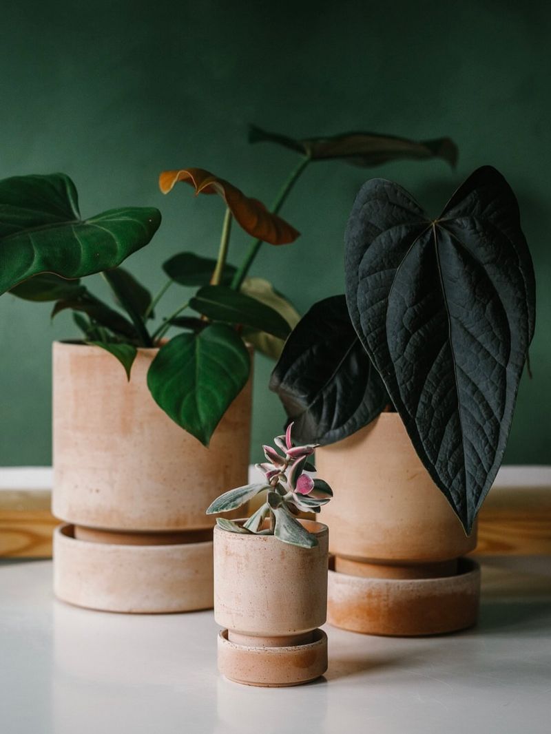 Terracotta Pots Wicking Away Water