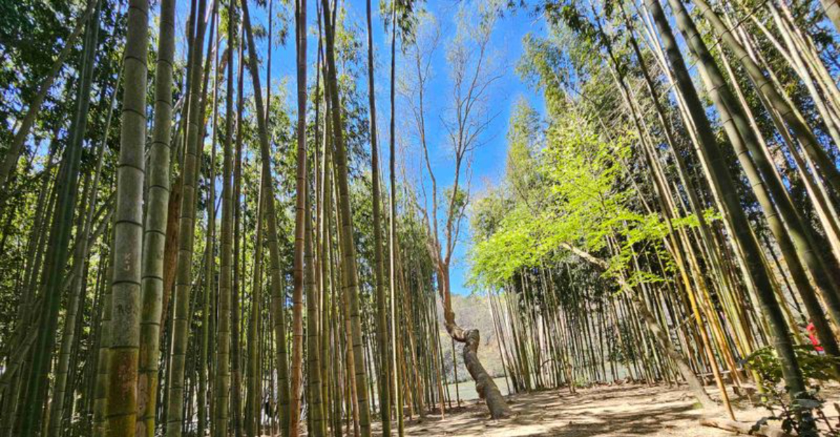 Invasive Bamboo Is Spreading Quickly In Georgia, According To Google Maps