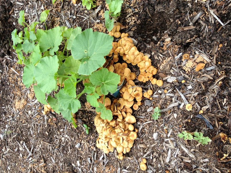 Home Gardens Are A Major Source Of Unintentional Spread