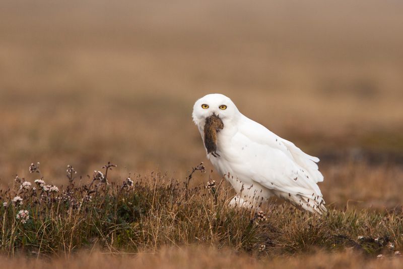 Abundant Prey In Open Habitats