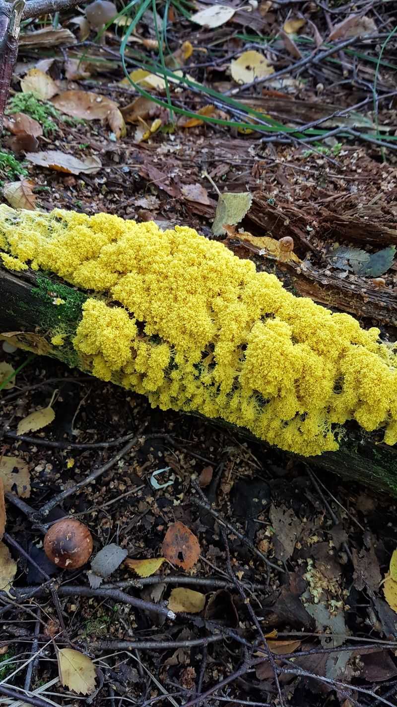 How to Remove Slime Mold If You Don't Want It