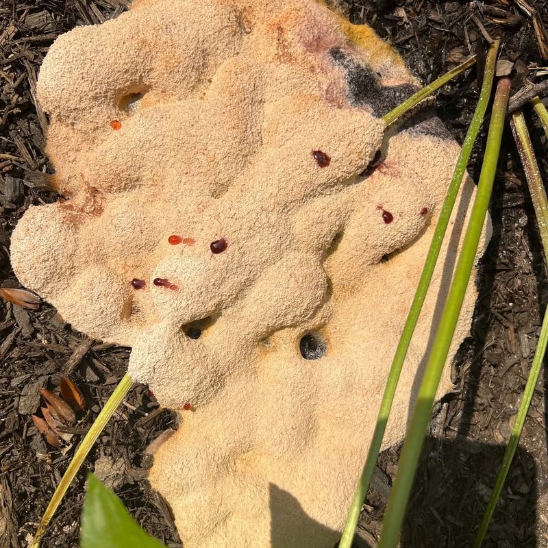 What The Slime Mold Eats