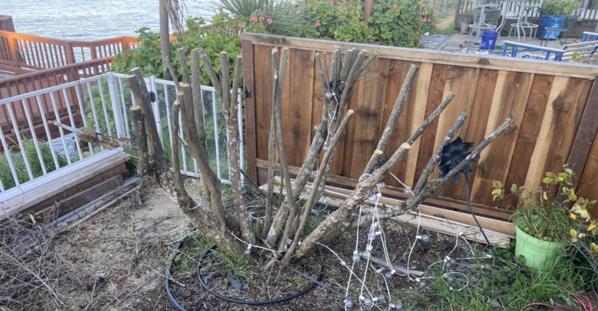 Is It Legal To Trim A Neighbor’s Overhanging Shrub In New York