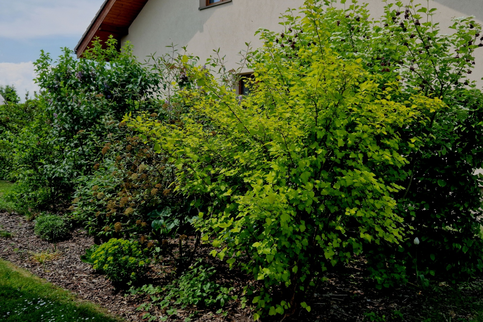 Is It Legal To Trim A Neighbor&rsquo;s Shrub On Your Property In Texas