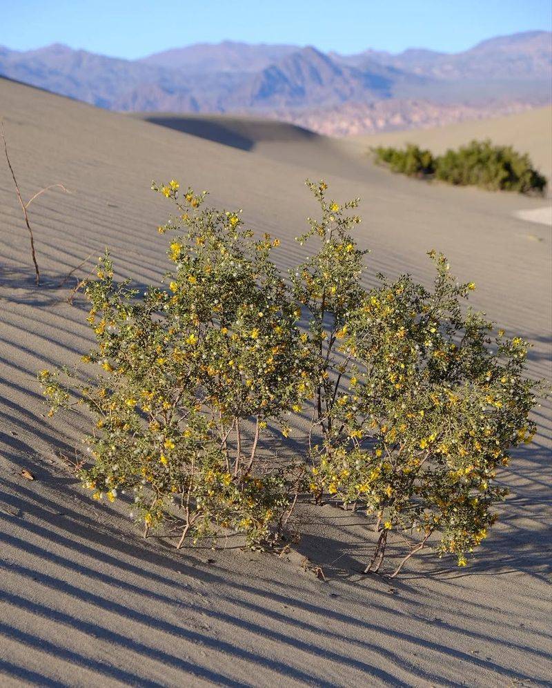 It Can Appear Lifeless For Months &mdash; Then Instantly Revive After Rain