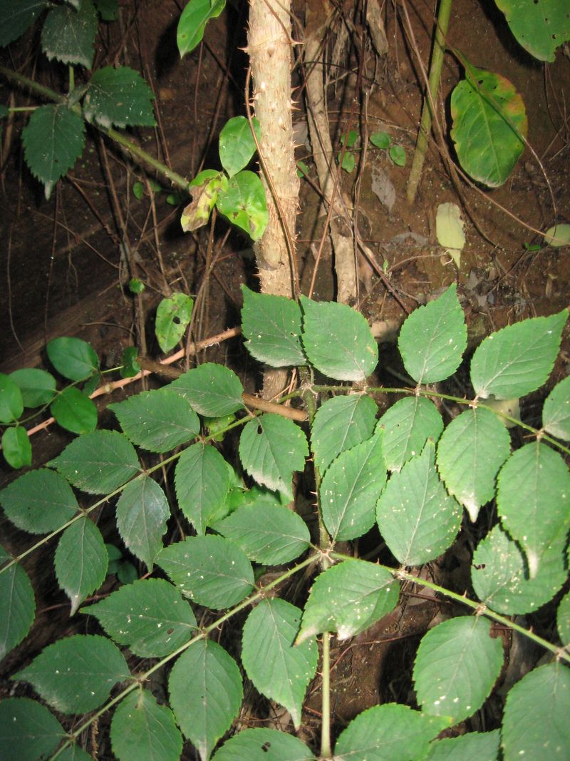 It Spreads Rapidly Through Underground Root Suckers