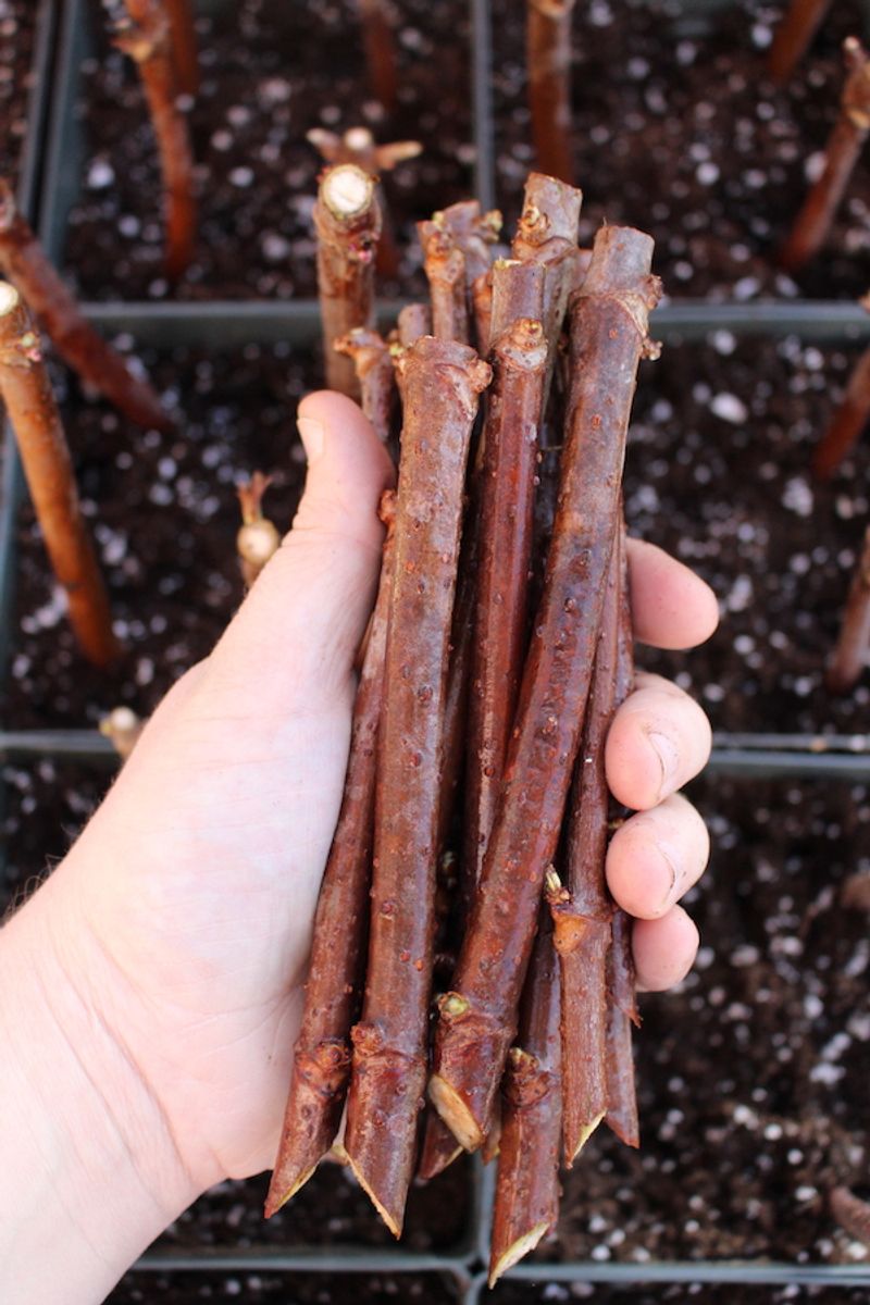 Hardwood Cuttings Root Reliably In Winter