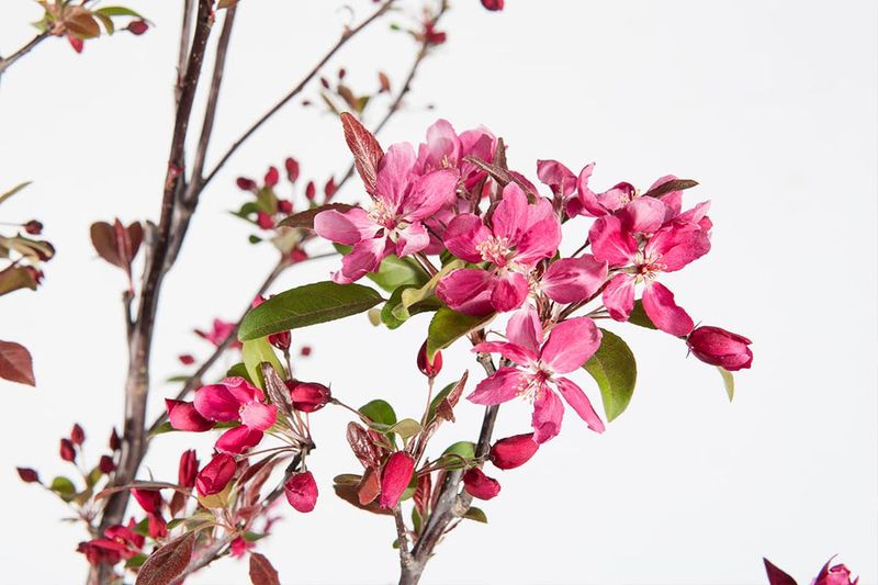 Late-Winter Pruning Protects Spring Flower Buds