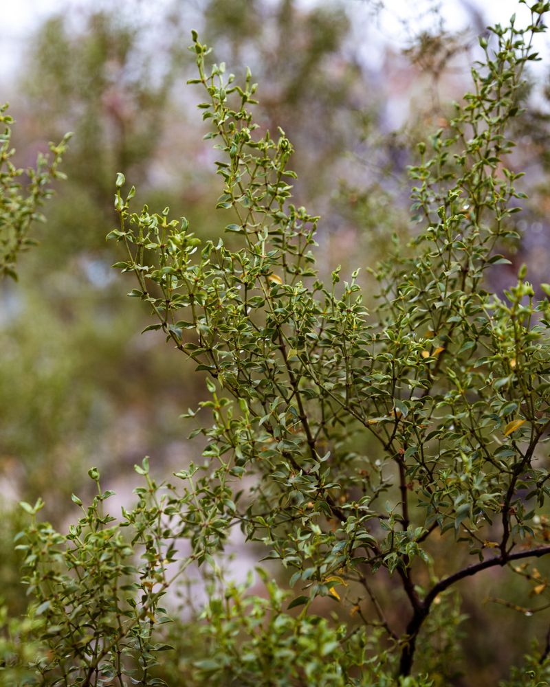 Its Scent Signals Rain In The Desert
