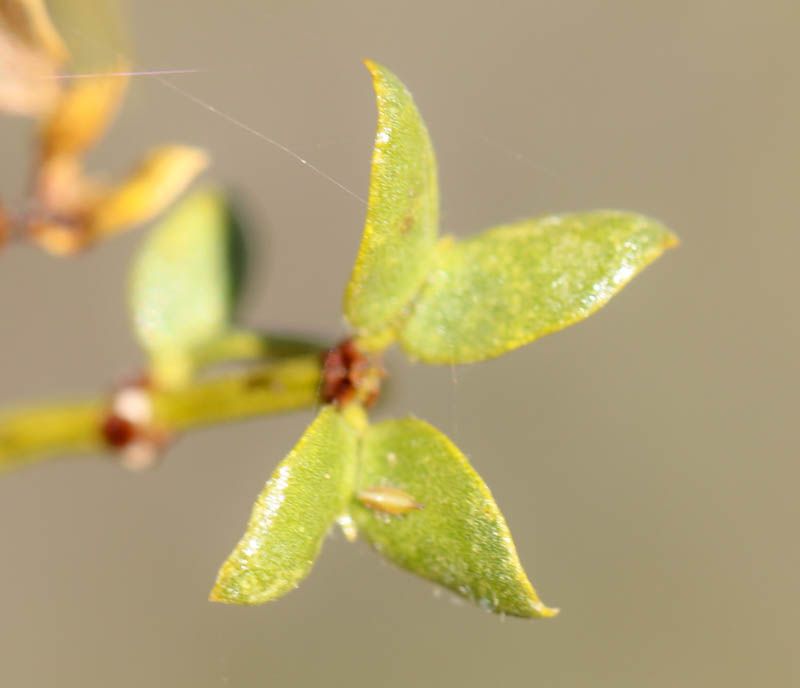 Its Resin-Coated Leaves Prevent Water Loss