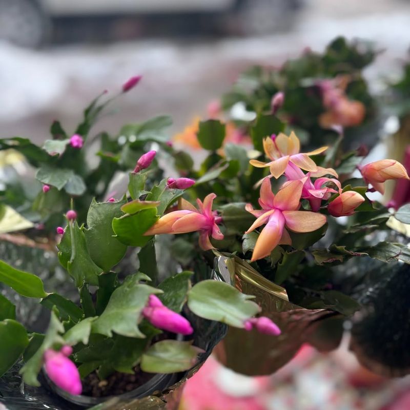 It Requires Minimal Water In Winter