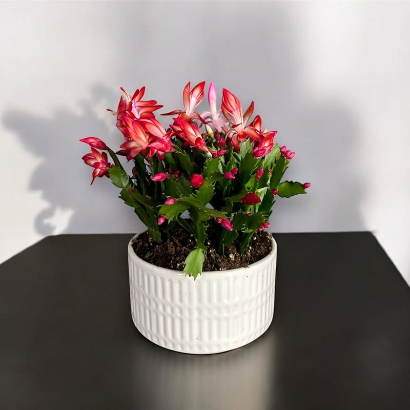 It Offers Color Without Heat Stress