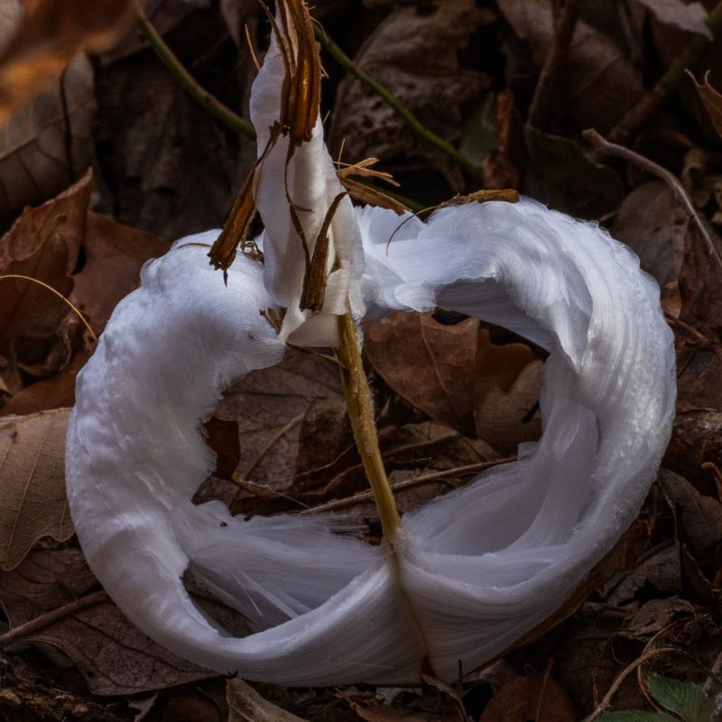 The Ice Forms Only Under The Right Temperature Conditions