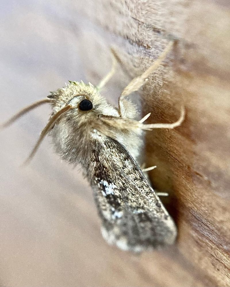 Moths Use It As A Nighttime Diner