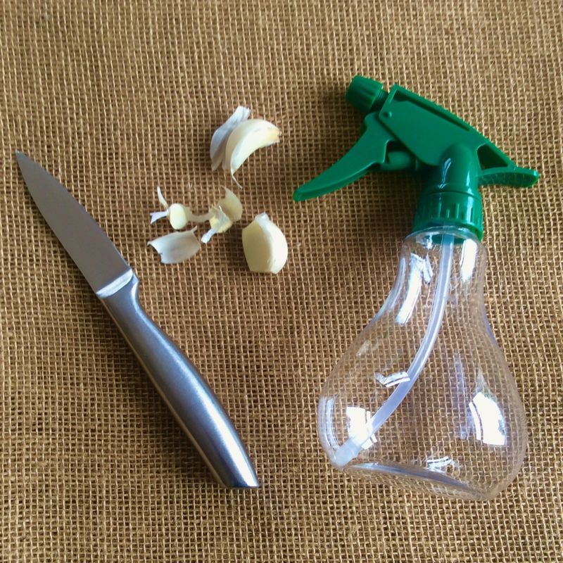 Garlic Spray Supports Disease Prevention Before Dormant Oils Are Applied