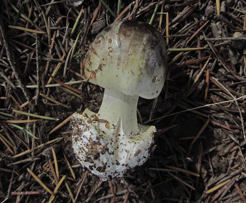 The All-White Color Is A Major Warning Sign