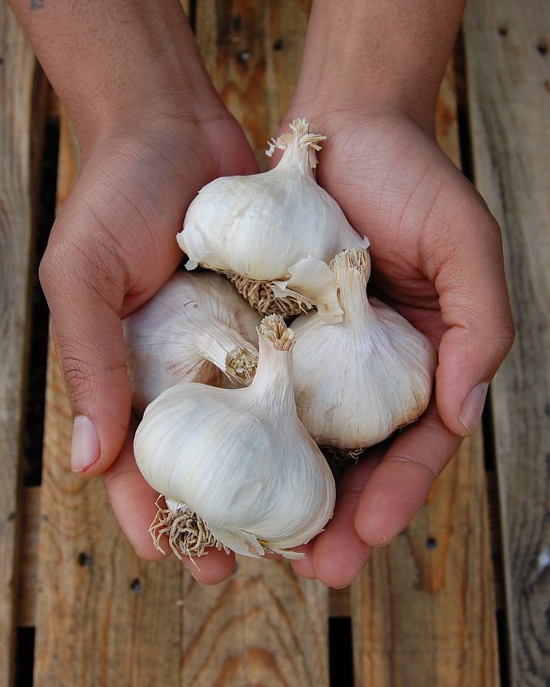 Garlic's Natural Antifungal Qualities Help Reduce Mildew Spores