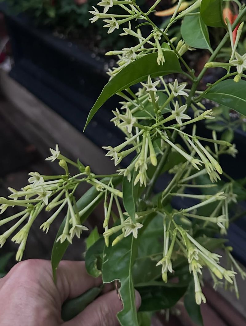 The Scent Can Travel For Blocks