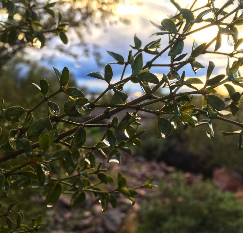 Arizona's Heat And Sun Actually Benefit It