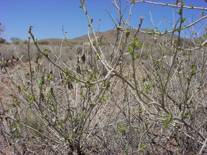 Its Survival Strategy Is Pure Dormancy, Not Weakness