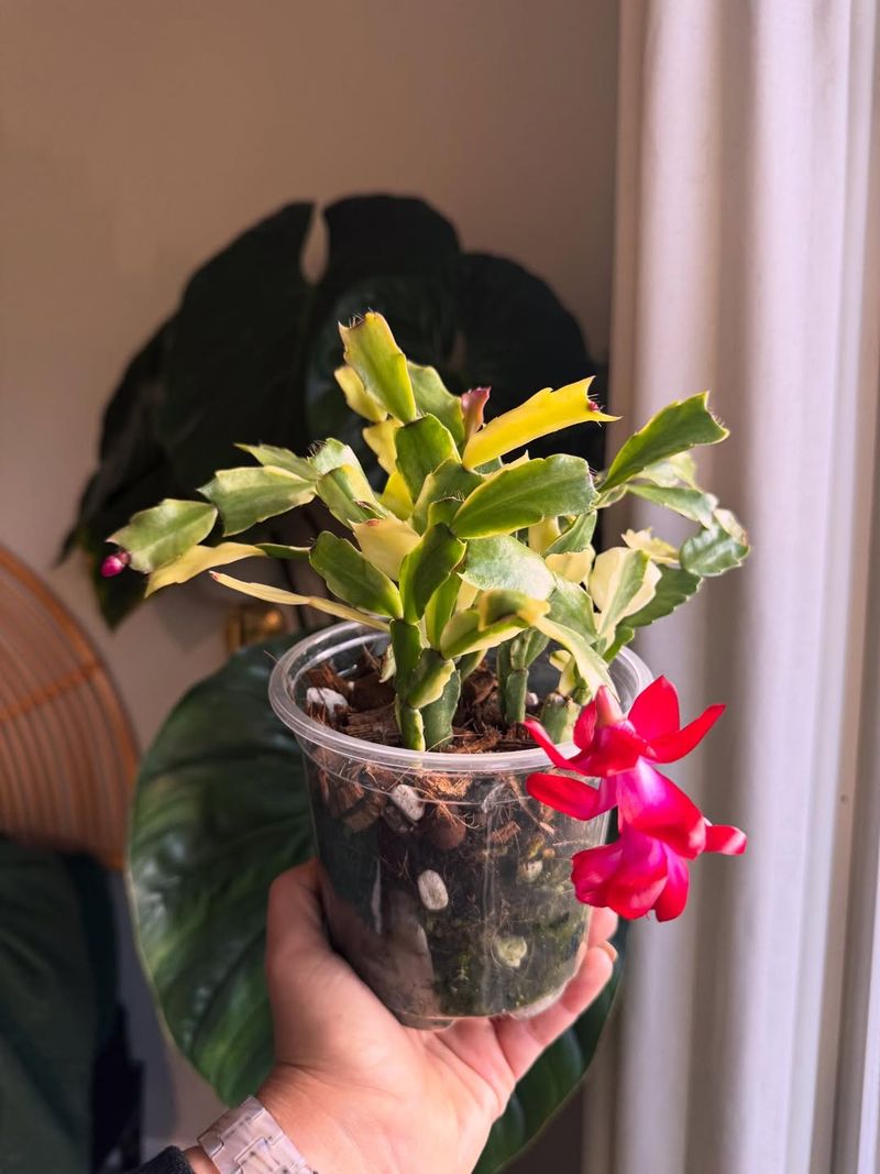 It Is Long Lived And Reblooms Each Year