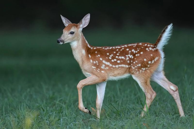 White-Tailed Deer Avoid It Completely
