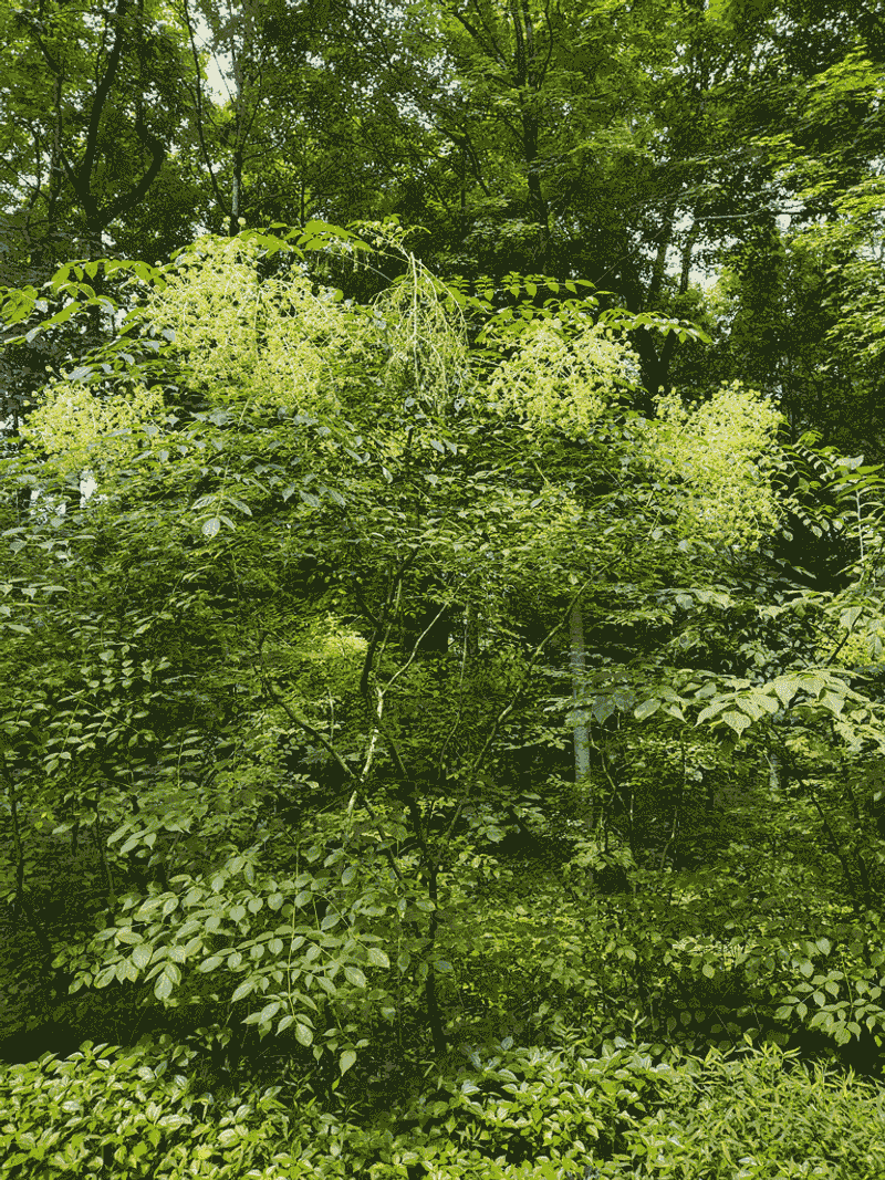 Deer Avoid It Because Of Its Sharp Spines